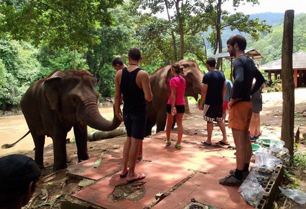 One day trek with Elephant care